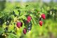 Чим підживити малину навесні для рясного плодоношення: рекомендації