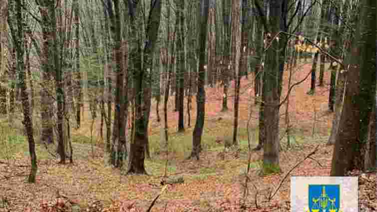 Держреєстратор із Закарпаття оформив землю лісфонду як селянське господарство 