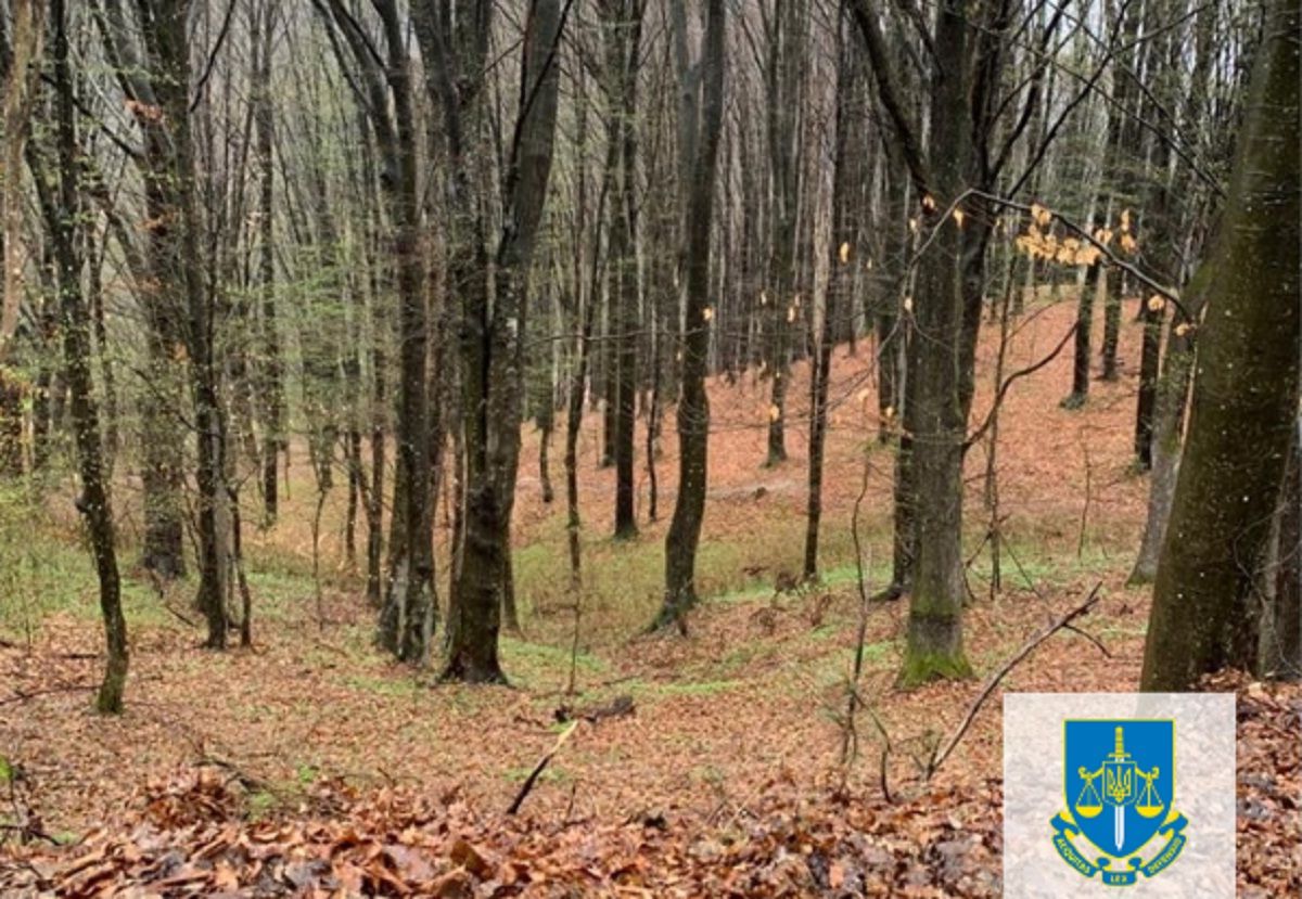 Держреєстратор із Закарпаття оформив землю лісфонду як селянське господарство 