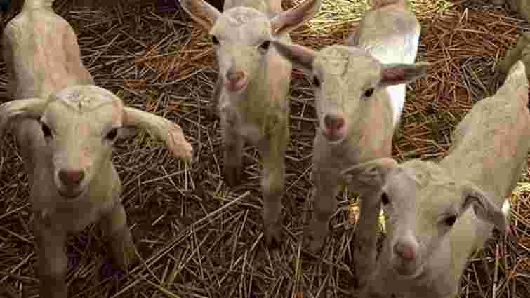 Еко-ферма безкоштовно передасть кіз мешканцям гірського села на Закарпатті 