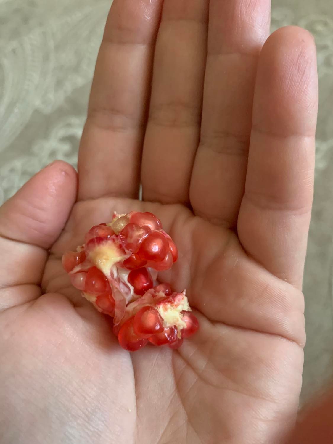 Вирощений удома кімнатний гранат