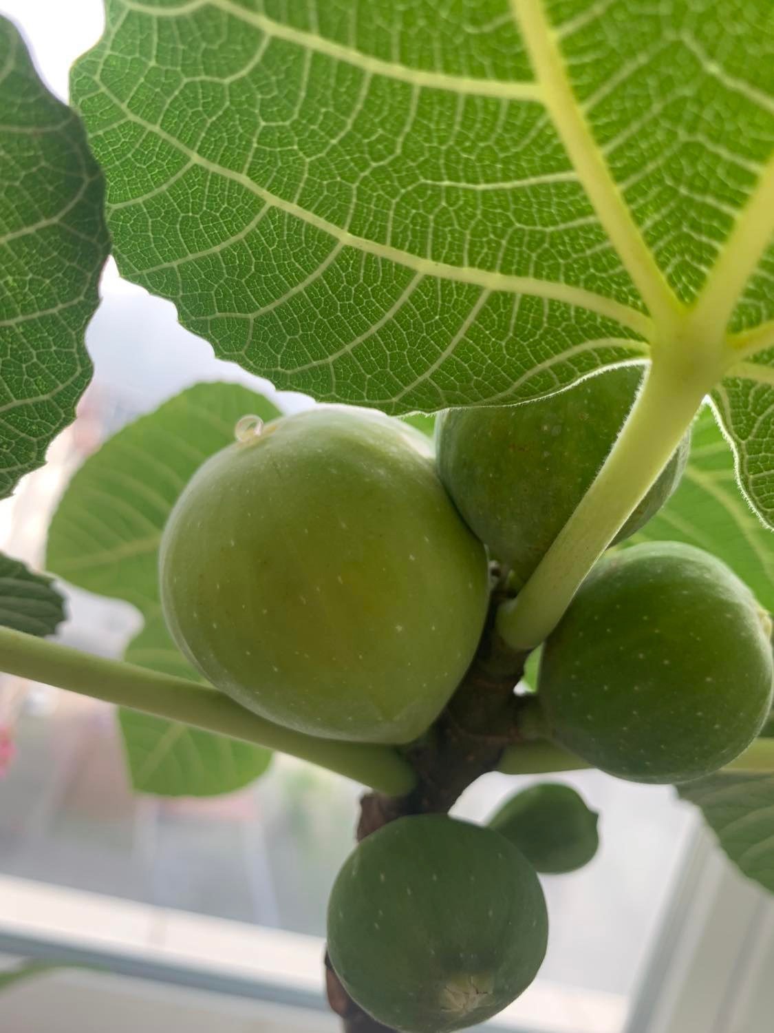 Інжир в кімнатному саду