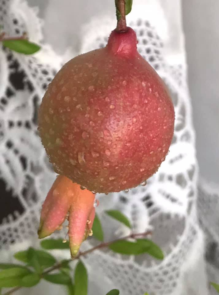 Кімнатний гранат