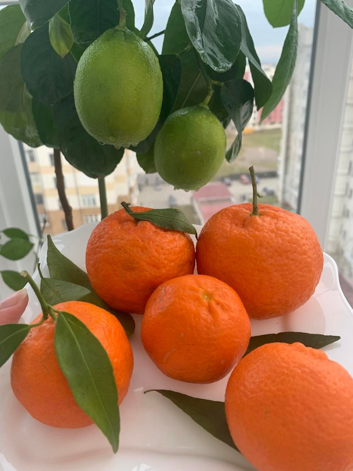 Достиглі клементини і поки зелений бергамот (у грудні)