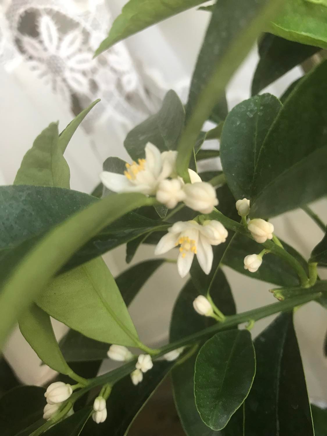 Так квітне кумкват