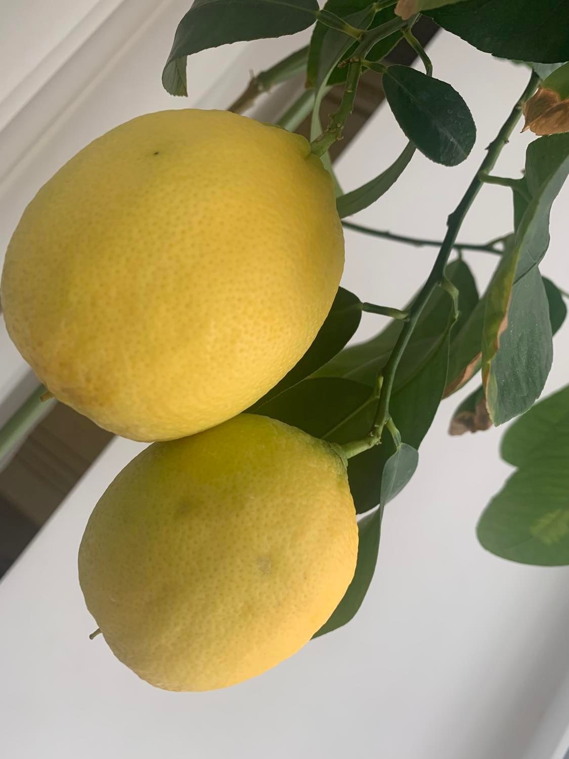 Плоди бергамота в кімнатному саду