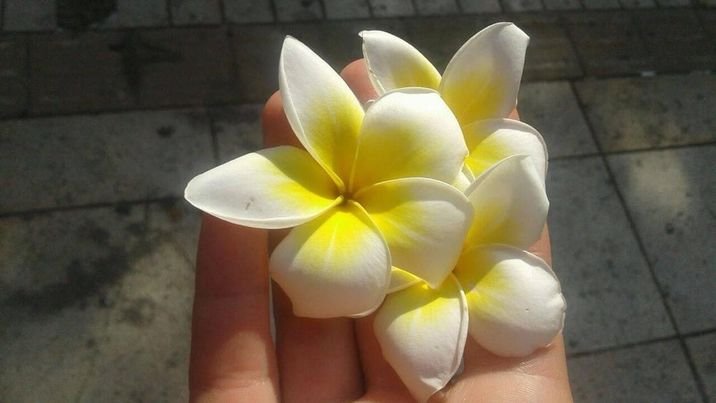 Плюмерія біла