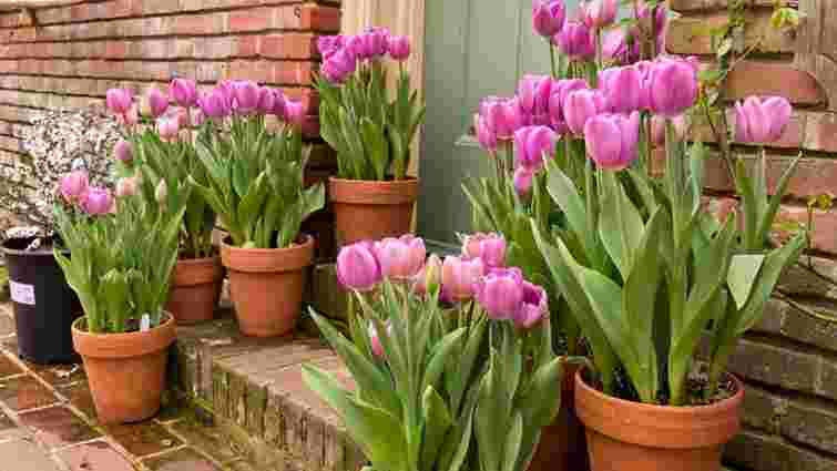 Топ-10 невибагливих весняних цибулинних квітів: перелік та опис
