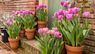 Топ-10 невибагливих весняних цибулинних квітів: перелік та опис