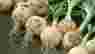 Як виростити багатий врожай ріпчастої цибулі: стрижка та підживлення розсади