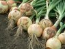 Як виростити багатий врожай ріпчастої цибулі: стрижка та підживлення розсади