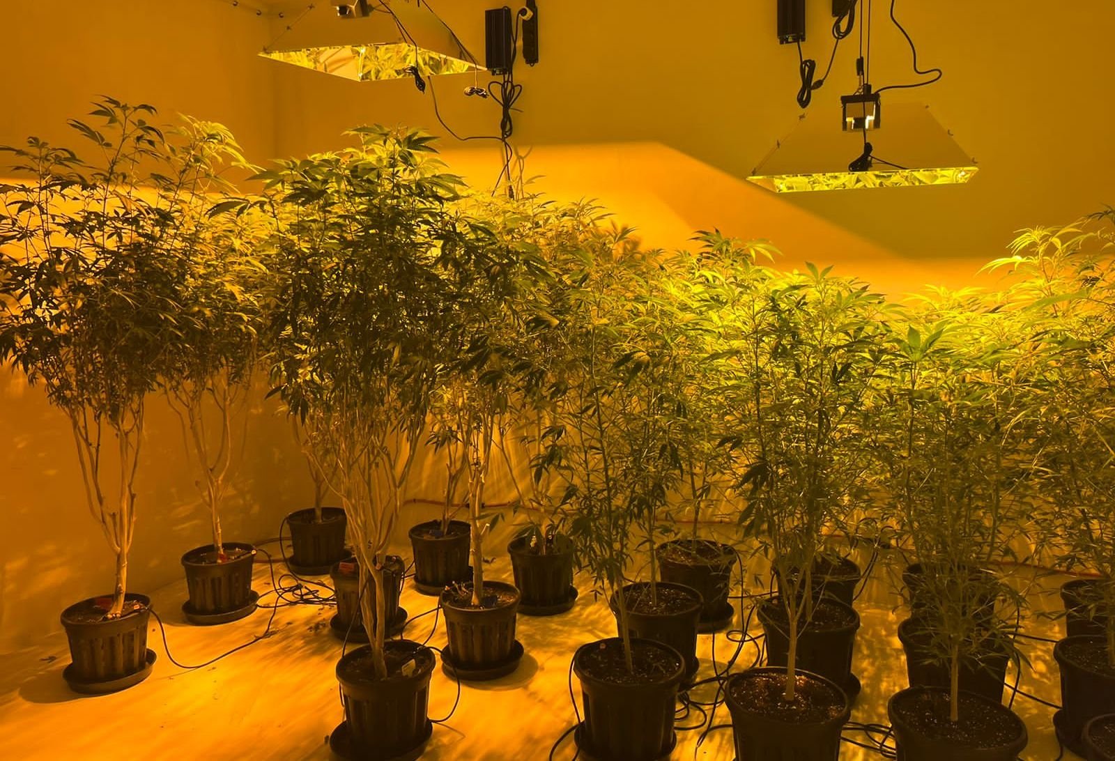 За вирощення наркотичних рослин загрожує до семи років ув'язнення (фото поліції)