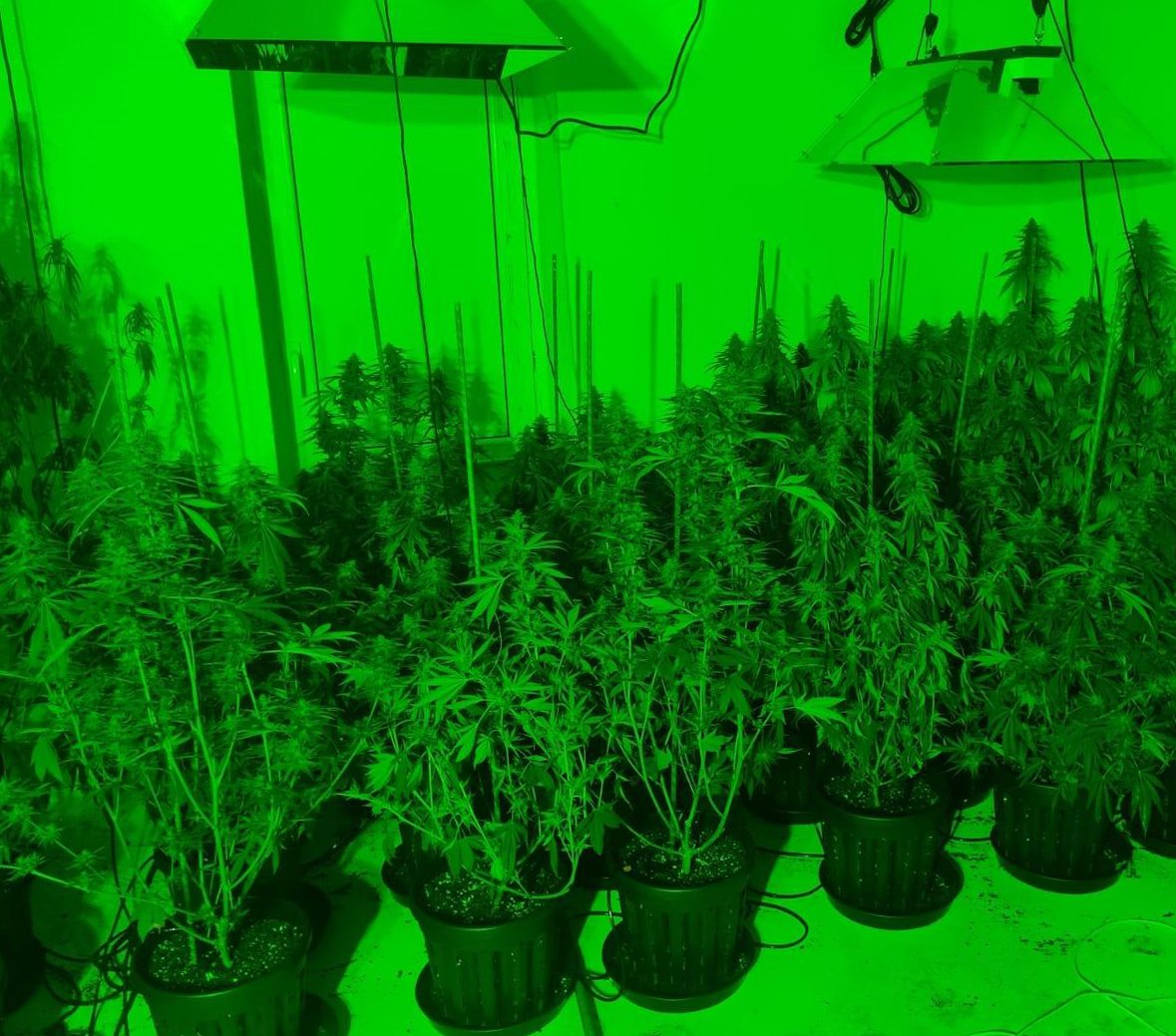 За вирощення наркотичних рослин загрожує до семи років ув'язнення (фото поліції)