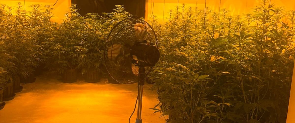 За вирощення наркотичних рослин загрожує до семи років ув'язнення (фото поліції)