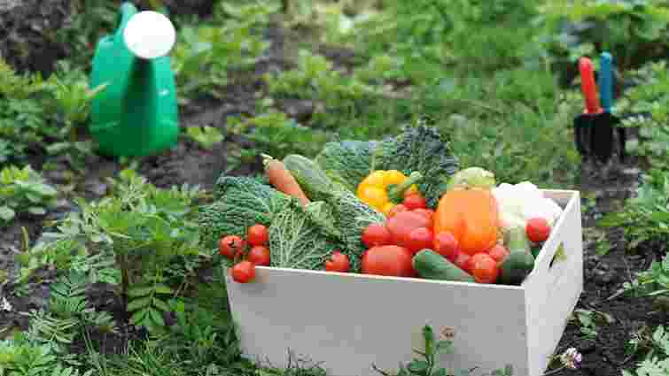 Що можна садити після помідорів, огірків чи картоплі: правила сівозміни