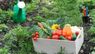 Що можна садити після помідорів, огірків чи картоплі: правила сівозміни