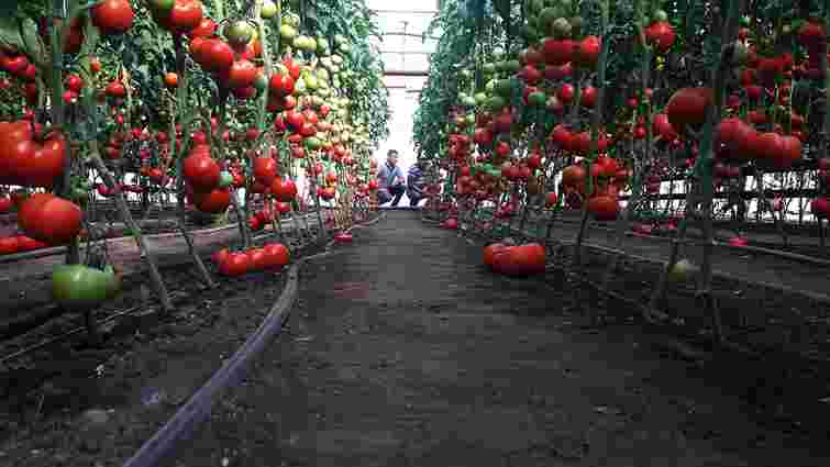 Як висадити розсаду помідорів у теплицю для раннього врожаю: поради