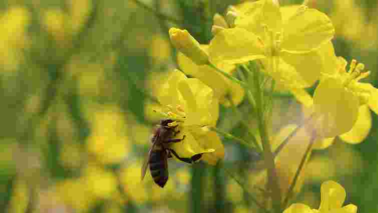 Для зручності бджолярів: медоносні культури на полях «Контінентал» можна відстежувати на карті