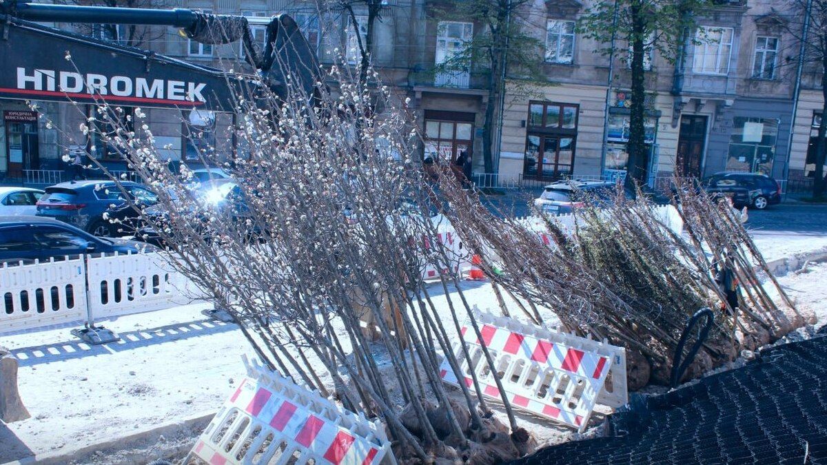 На вулиці Бандери у Львові висадять більше дерев, ніж було до реконструкції