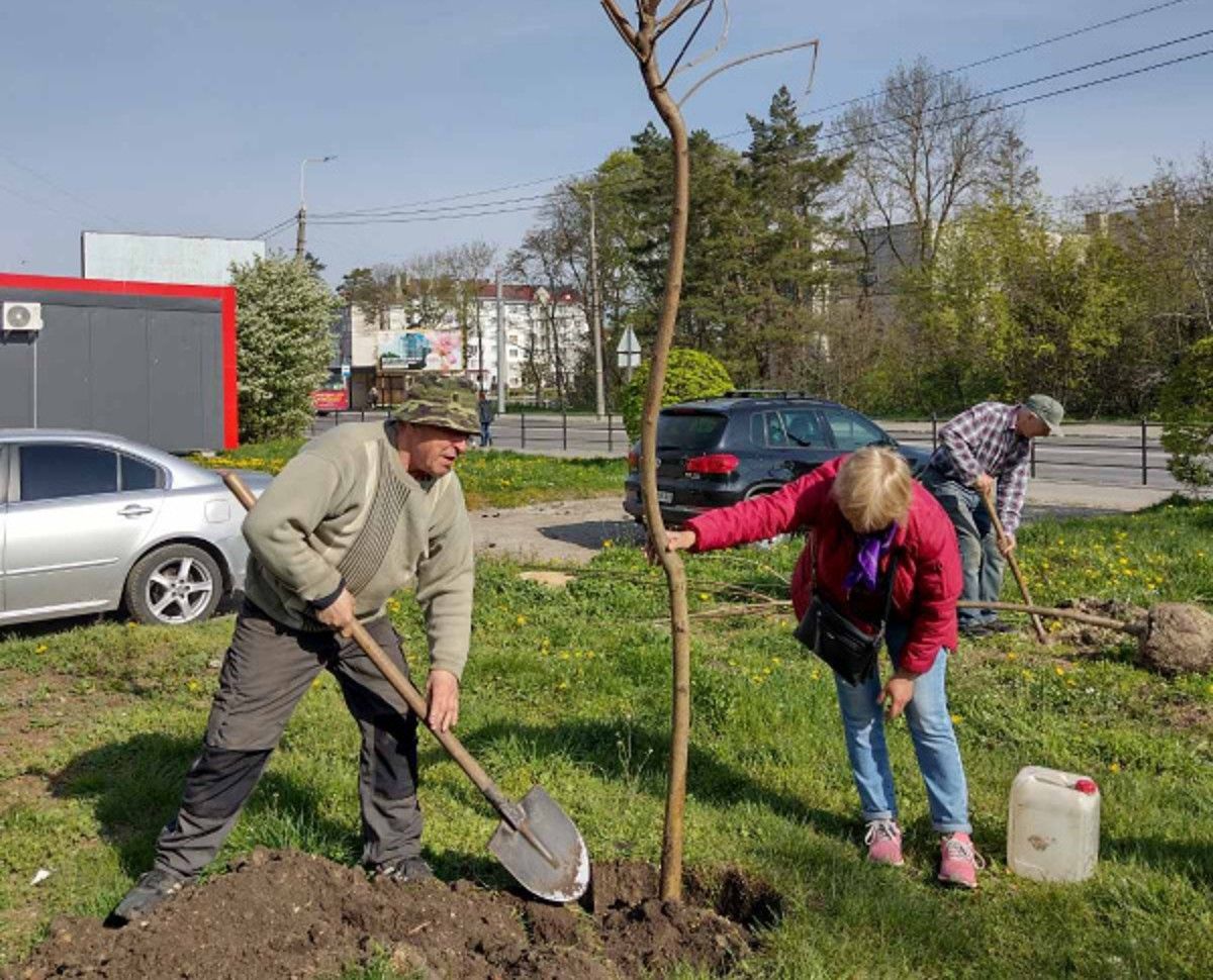 Після обурення тернополян на скандальній зеленій ділянці висадили катальпи 