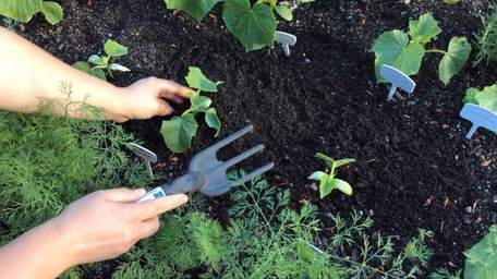 Коли садити огірки у 2023 році: терміни та правила