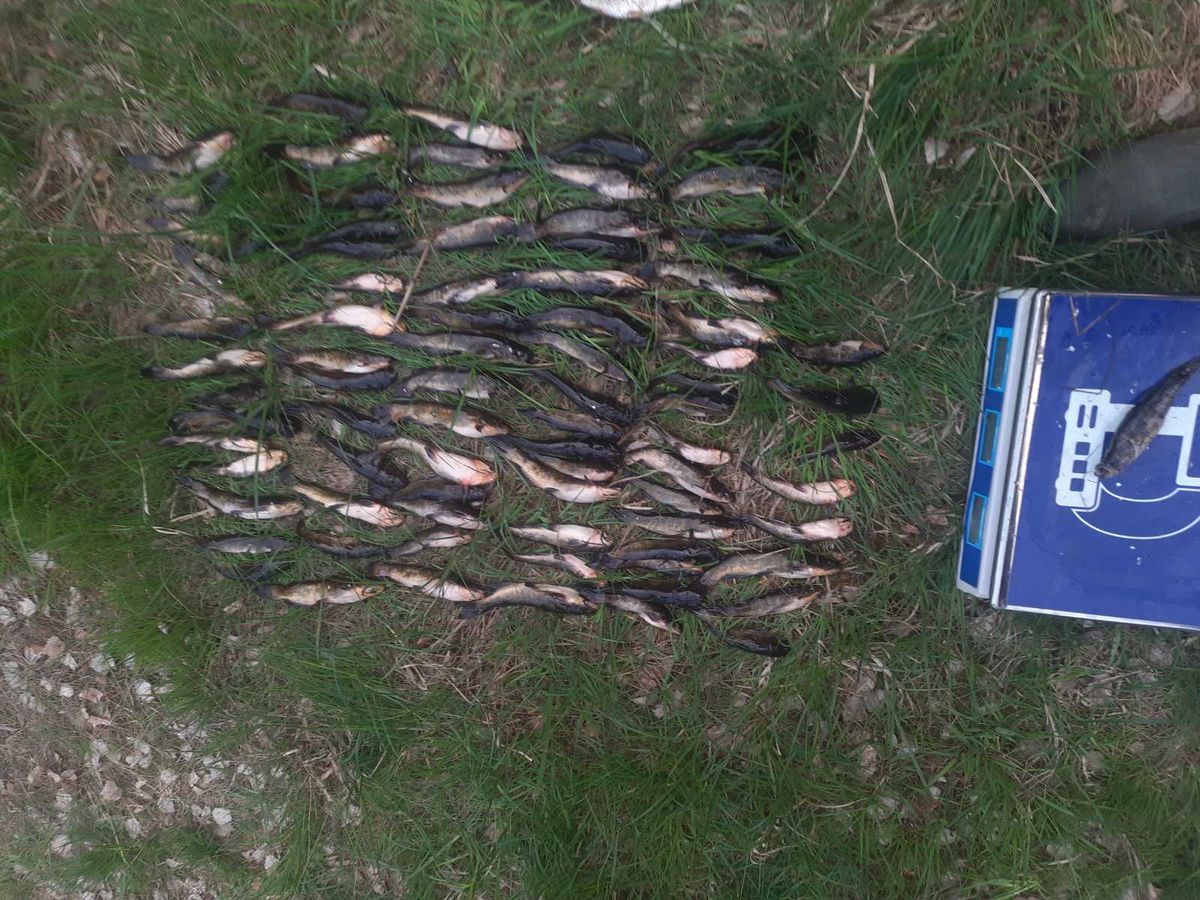 У заказнику на Волині браконьєр наловив сітками риби на 240 тис. грн
