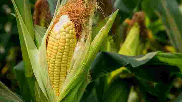Коли та як садити кукурудзу у 2023 році: терміни та правила
