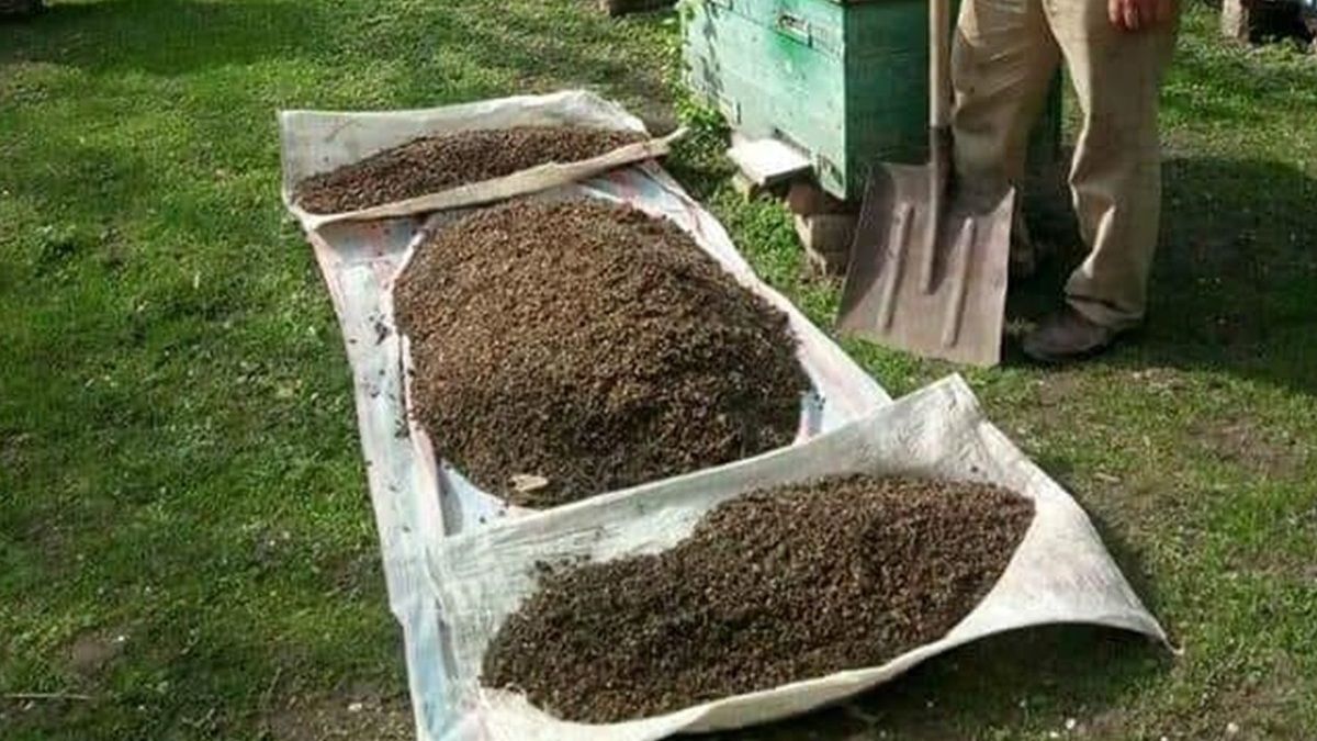 Мільйони бджіл на Львівщині загинули через отруєння невідомими хімікатами