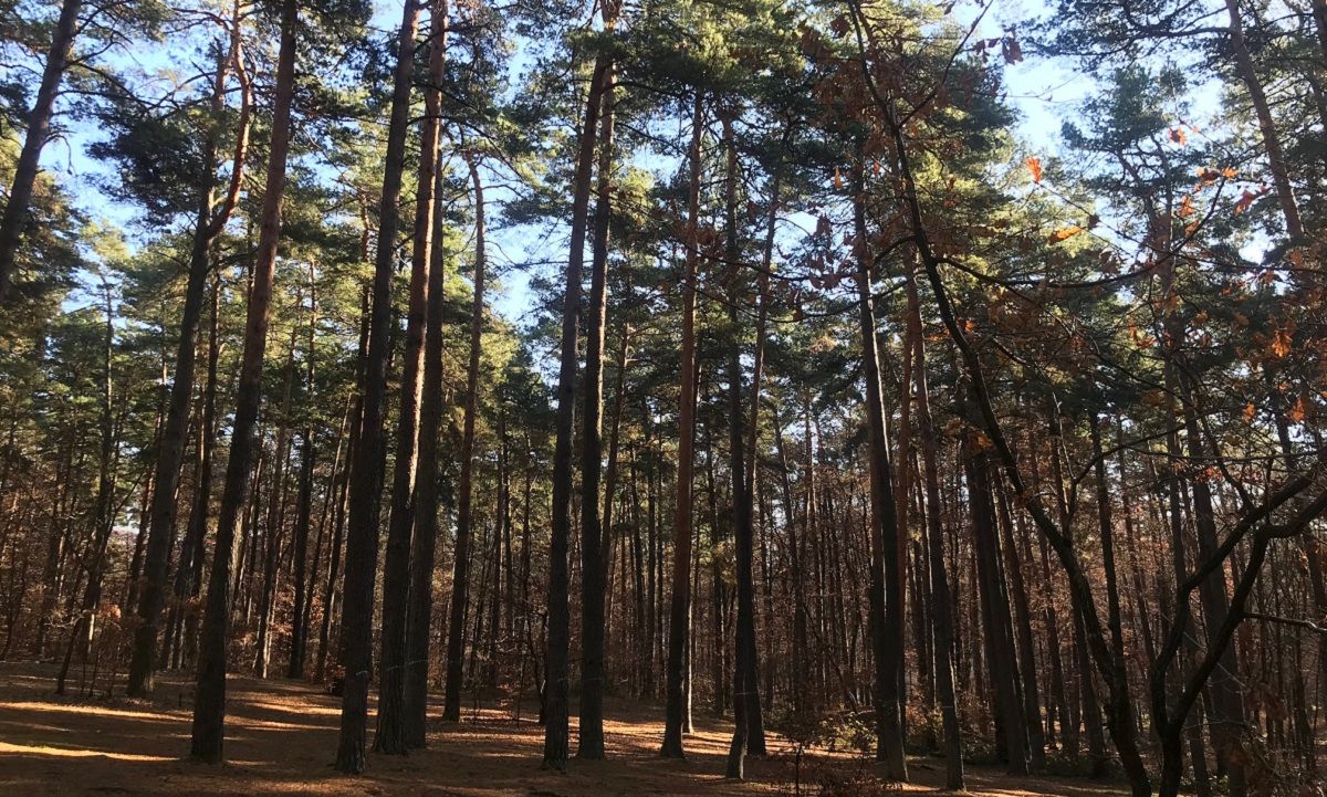 Суд вилучив з приватної власності земельну ділянку в Брюховичах вартістю 2 млн грн