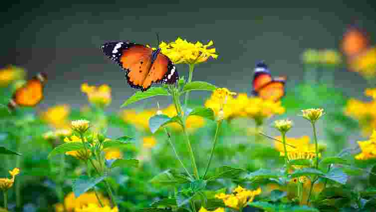 Як привабити метеликів у сад: підбірка квітів
