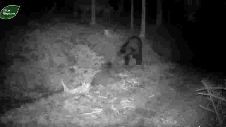 На Буковині лісники за допомогою фотопастки зафіксували сім'ю ведмедів