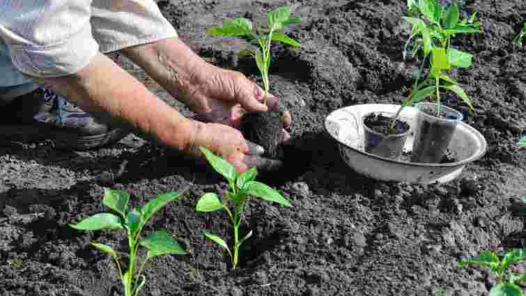 Коли та як садити перець у відкритий ґрунт: терміни та правила