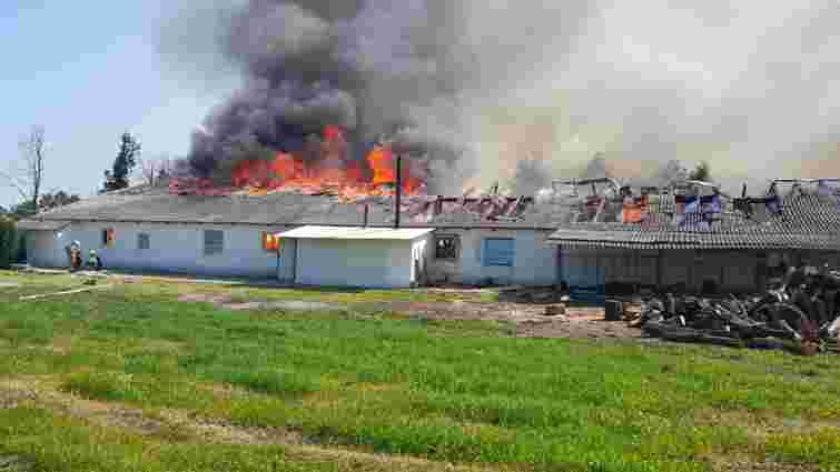 Під час пожежі на птахофабриці біля Городенки згоріли 25 тисяч курчат