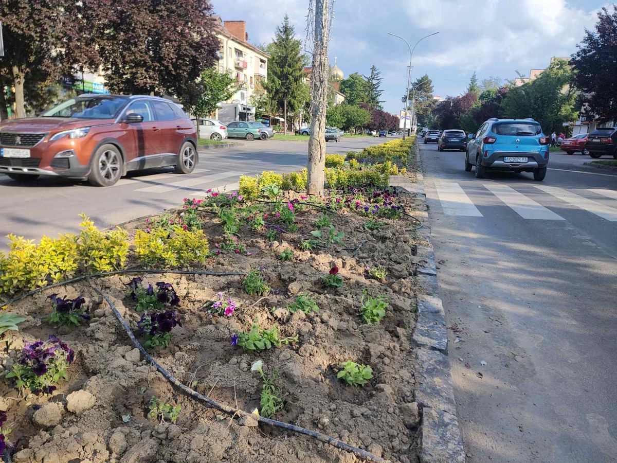 У центрі Ужгорода за ніч вкрали понад 200 кущів з міських клумб