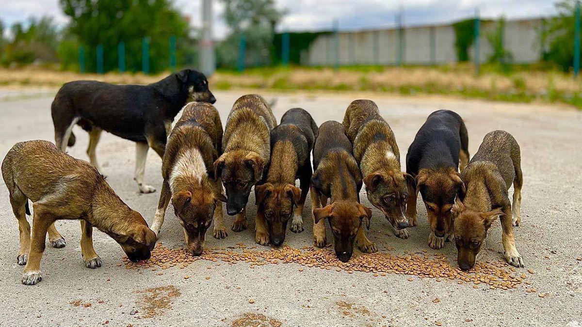 «Кожне життя важливе»: як компанія Josera разом з UAnimals допомагають тваринам 
