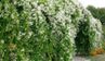 Топ-4 швидкорослі ліани для вашого саду: переваги та недоліки
