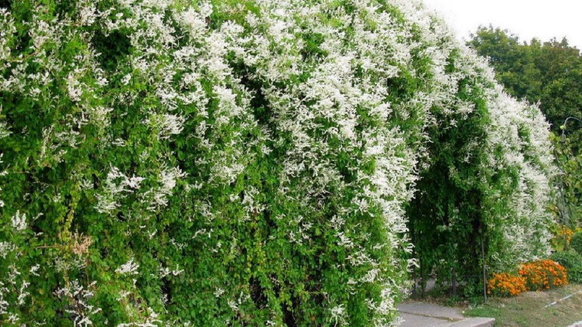 Топ-4 швидкорослі ліани для вашого саду: переваги та недоліки