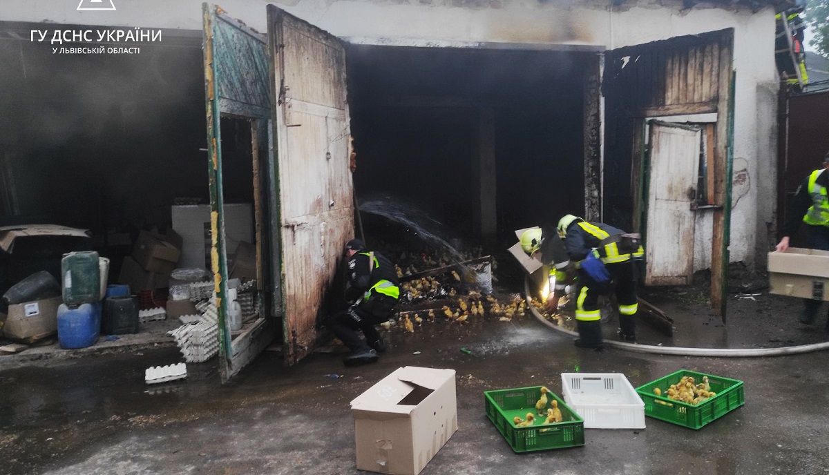 У пожежі на міні-птахофермі на Львівщині загинули 350 каченят
