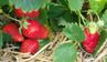 Чим підживити полуницю для багатого врожаю: поради фахівців