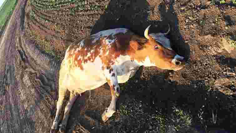 Поліцейські знайшли зловмисника, який знущався з корови на Хмельниччині