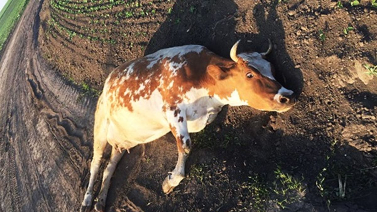 Поліцейські знайшли зловмисника, який знущався з корови на Хмельниччині