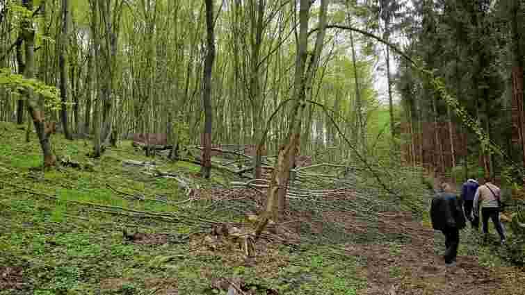 На Тернопільщині колишній лісник нарубав дерев на 3 млн гривень