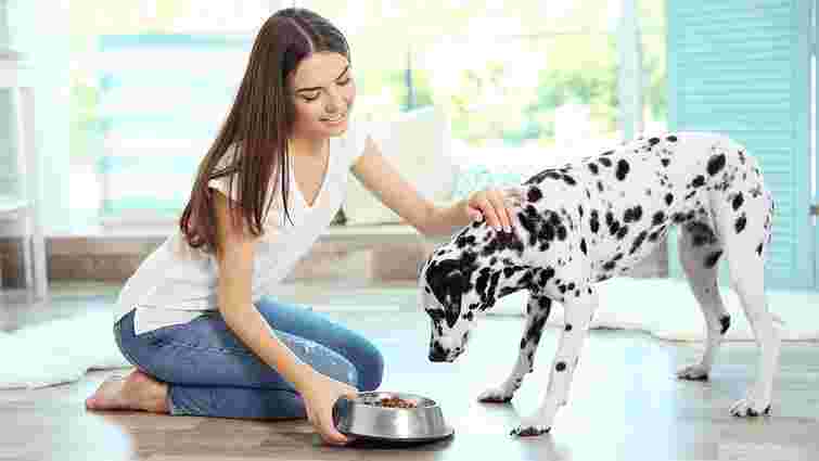 Розмаїття кормів для собак: вегетаріанські альтернативи для домашніх улюбленців