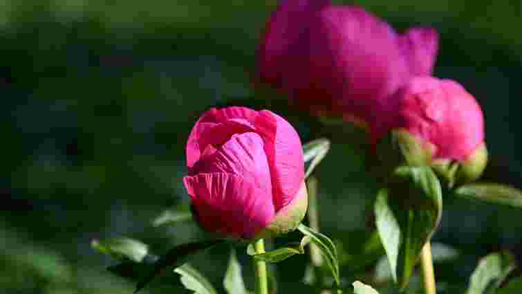 Чому цього року не зацвіли півонії?