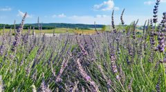 Лаванда, замки і ранчо