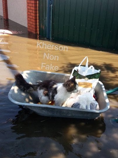 Порятунок кошеня у мікрорайоні Корабел в Херсоні (фото з херсонських телеграм-каналів)