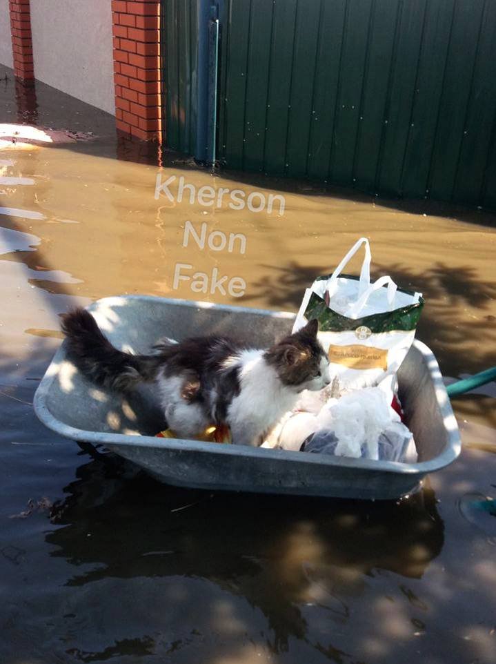 Порятунок кошеня у мікрорайоні Корабел в Херсоні (фото з херсонських телеграм-каналів)