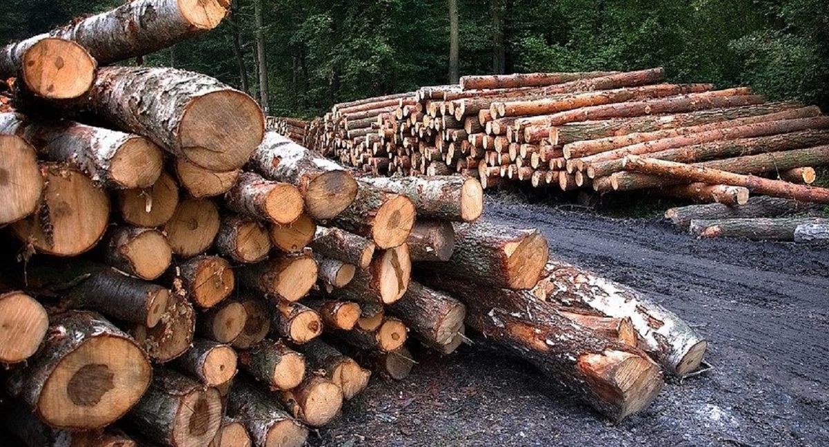 З дочірнього підприємства «Галсільлісу» стягнуть понад 185 тис. грн за незаконну рубку