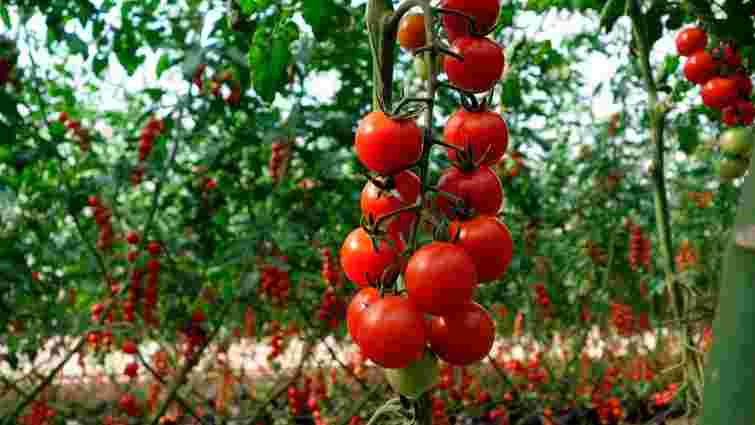 Як отримати максимальний врожай помідорів: 8 правил