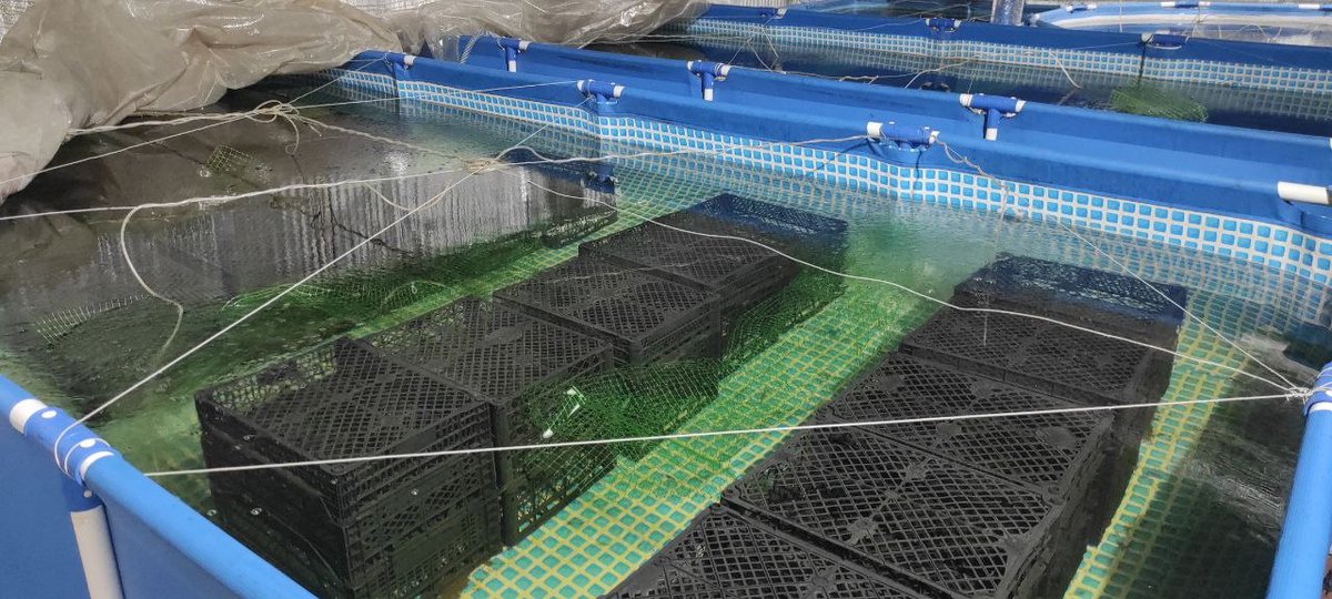 Ящики є основними басейновими меблями для креветок